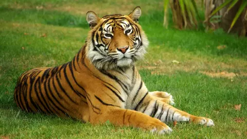 छत्तीसगढ़ के जंगलों में दोगुनी दहाड़, तीन साल में बाघों की संख्या 17 से पहुंची 35, अब अन्य प्रजातियों पर भी होगा फोकस छत्तीसगढ़ के जंगलों में दोगुनी दहाड़, तीन साल में बाघों की संख्या 17 से पहुंची 35, अब अन्य प्रजातियों पर भी होगा फोकस