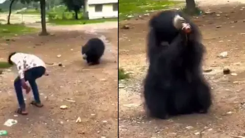 रील बनाने के लिए लड़के ने भालू को पिलाई कोल्ड ड्रिंक, VIDEO वायरल होने के बाद एक्शन में वन विभाग रील बनाने के लिए लड़के ने भालू को पिलाई कोल्ड ड्रिंक, VIDEO वायरल होने के बाद एक्शन में वन विभाग