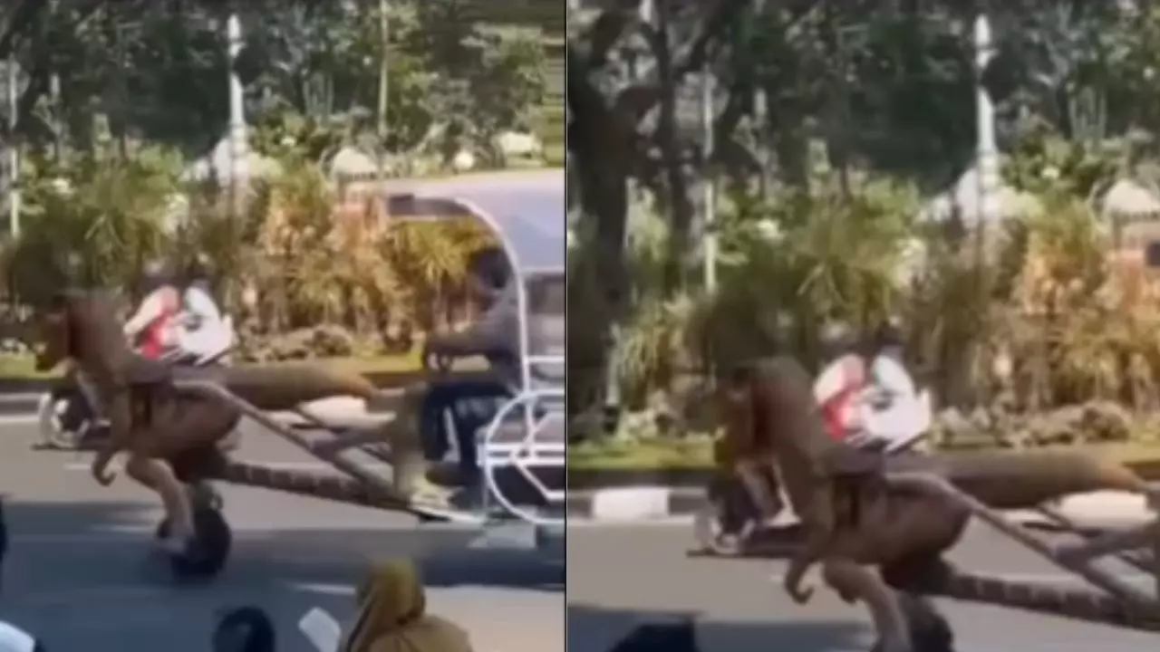 जबलपुर की सड़कों पर दौड़ा ‘ड्रैगन रिक्शा’, देखने वालों की लगी भीड़ , VIDEO हुआ वायरल जबलपुर की सड़कों पर दौड़ा ‘ड्रैगन रिक्शा’, देखने वालों की लगी भीड़ , VIDEO हुआ वायरल