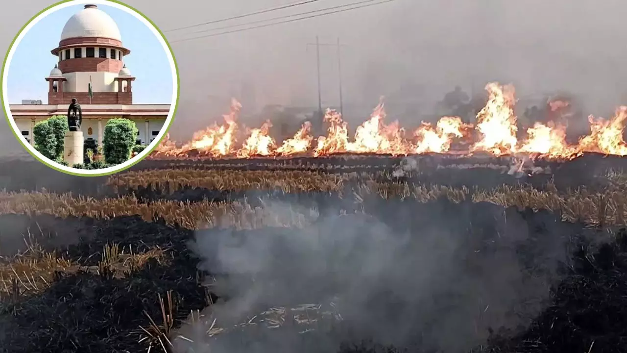कुछ किसानों को जेल भेजने से जाएगा संदेश, पराली जलाने के मामलों पर सुप्रीम कोर्ट की सख्त चेतावनी