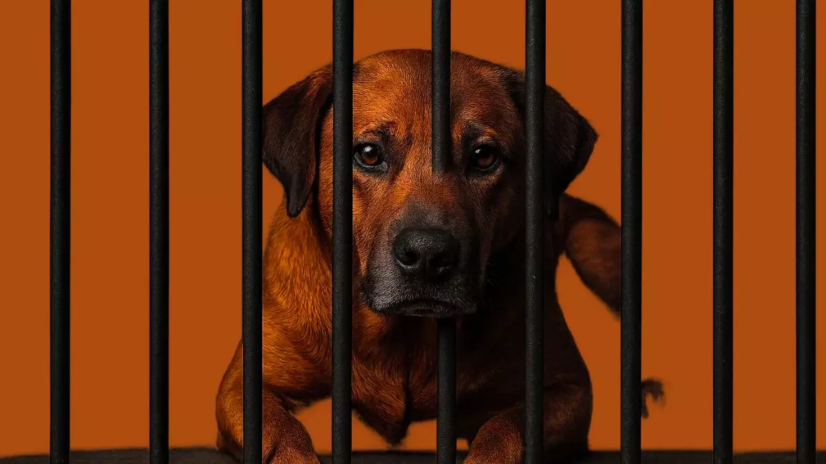 बिना उकसावे इंसान को काटा? 10 दिन कैद… दोबारा काटा तो जिंदगी भर पिंजरे में! UP में आवारा कुत्तों पर कड़ा कानून