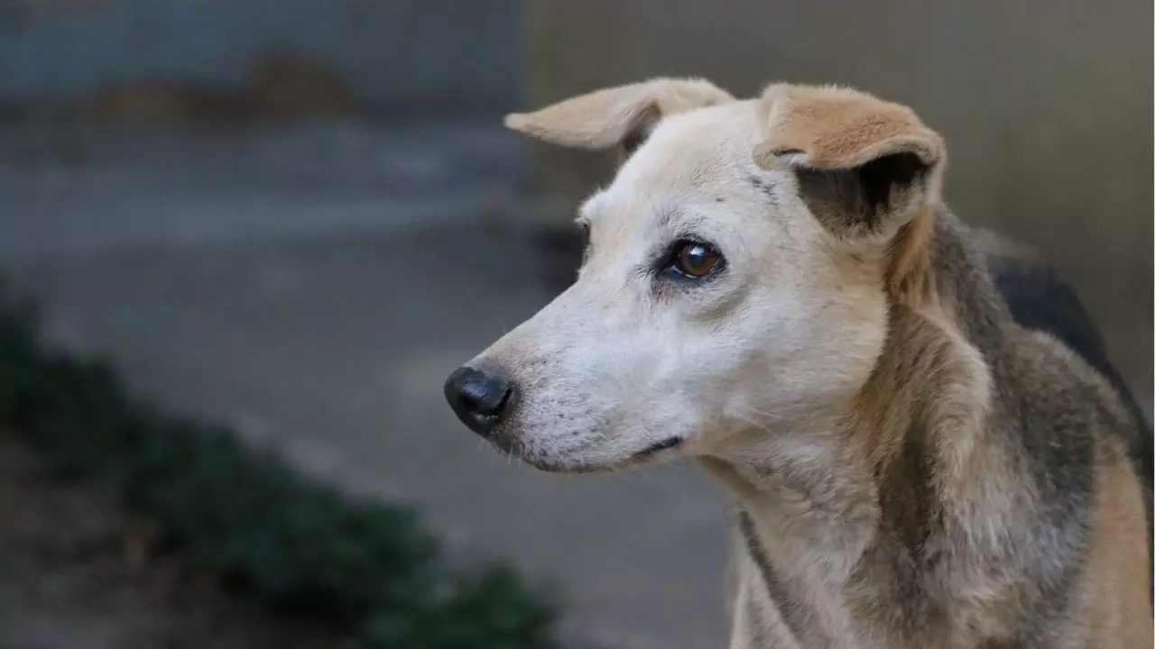 आंखें निकालकर खेली गोटी... मुबंई में आवारा कुत्ते की निर्मम हत्या, शख्स ने पहले बेजुबान को मारा फिर...