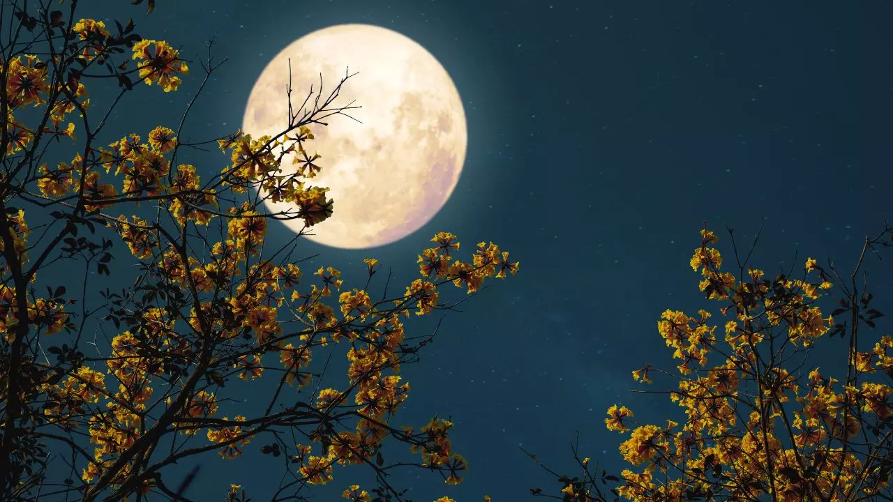 Sharad Purnima 2025: 6 अक्टूबर को दिखेगा पूरा चांद, जानिए शरद पूर्णिमा के दिन क्या करें और क्या नहीं