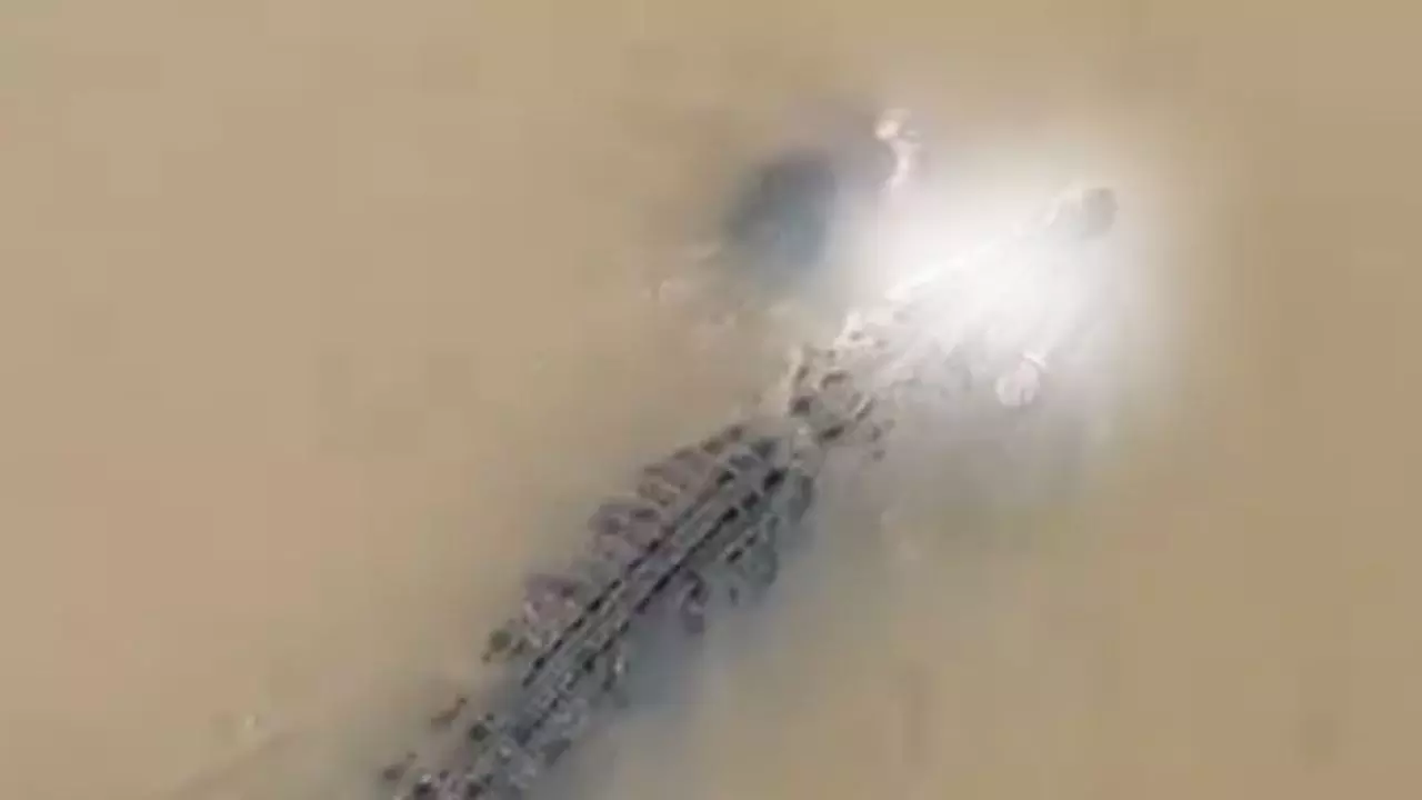 ओडिशा में नदी किनारे गई महिला पर टूट पड़ा मगरमच्छ, कपड़े धोने गई और.... कैमरे में कैद हुआ डरावना मंजर