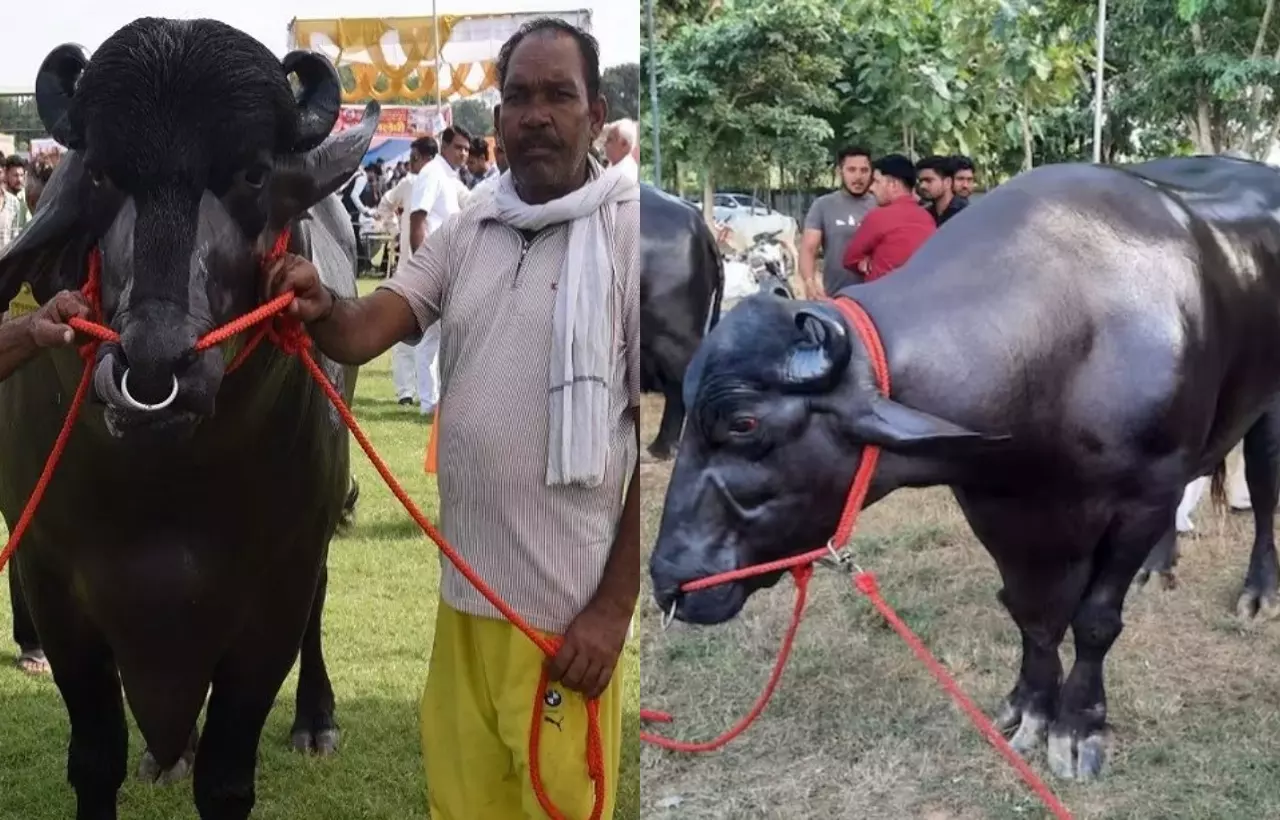 मेरठ में 8 करोड़ के भैंसे विधायक’ का जलवा! सीमन बेचकर सालाना कमाते हैं 60 लाख रुपये, खूबियां जान उड़ जाएंगे होश मेरठ में 8 करोड़ के भैंसे विधायक’ का जलवा! सीमन बेचकर सालाना कमाते हैं 60 लाख रुपये, खूबियां जान उड़ जाएंगे होश