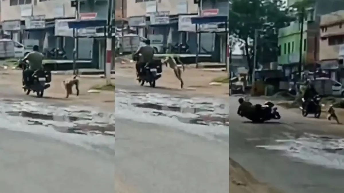 गैंगस्टरों से भी ज्यादा खतरनाक... दुमका में लंगूर ने बाइक सवार पर किया हमला, चलते-चलते मारी जोरदार किक;  वीडियो वायरल