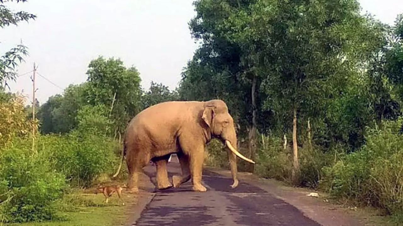 भारत में 25 फीसदी कम हो गए हाथी, देश के पहले DNA आधारित सर्वे ने खोली जंगलों की सच्चाई