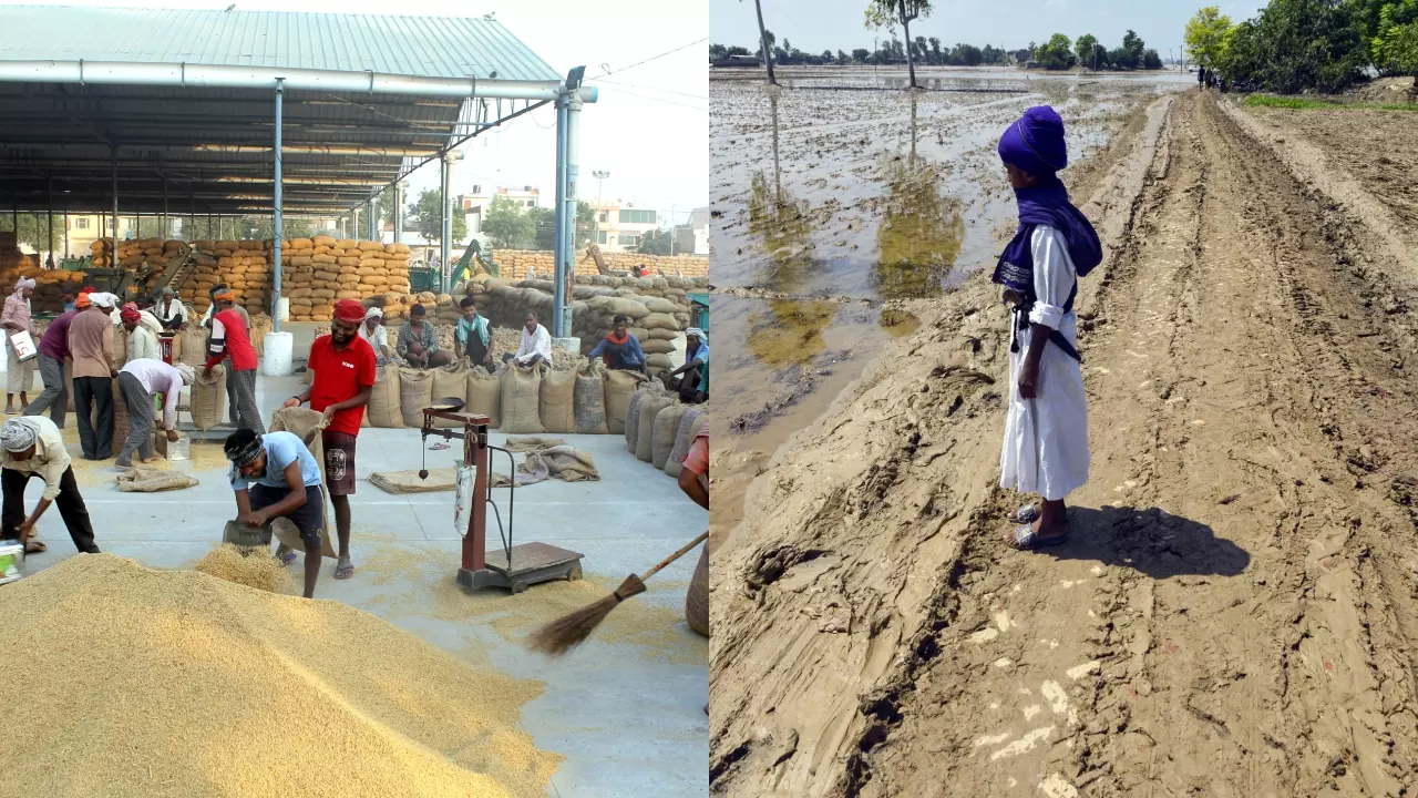 पंजाब में 3 लाख हेक्टेयर में लगी..., अब रेत से गेहूं की बुआई भी मुश्किल, किसानों का बुरा हाल