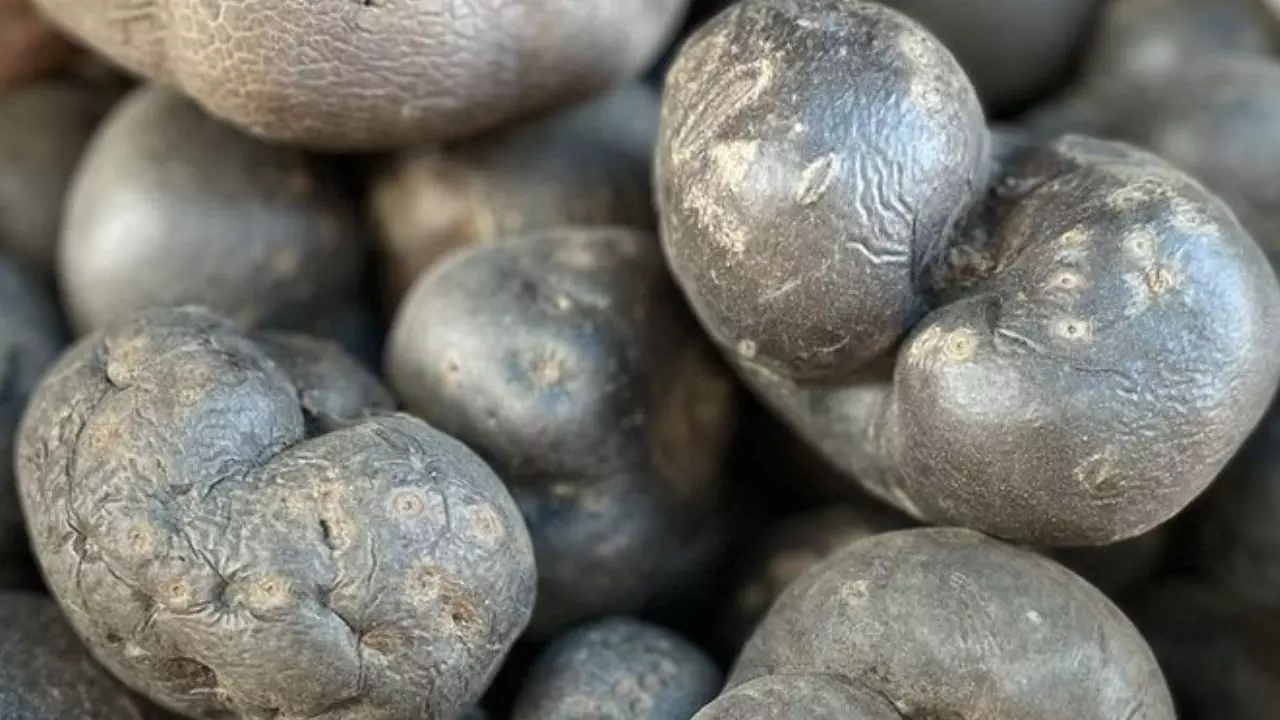 हवा में उड़ने वाले आलू की खेती! स्वादिष्ट ही नहीं इन गुणों से भी है भरपूर, एयर पोटैटो के नाम से है मशहूर