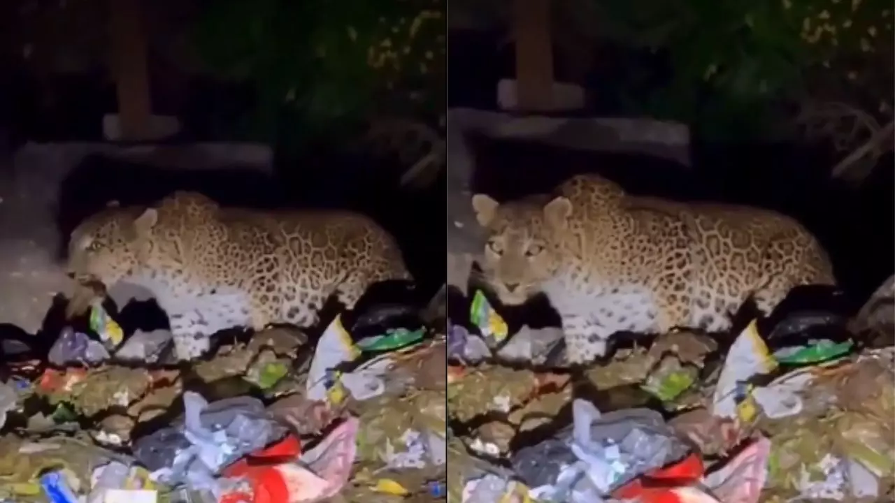 शर्म करो इंसानों... तेंदुआ जंगल छोड़ इंसानी कचरे में ढूंढ़ रहा जिंदगी, माउंट आबू का वीडियो चीर देगा दिल