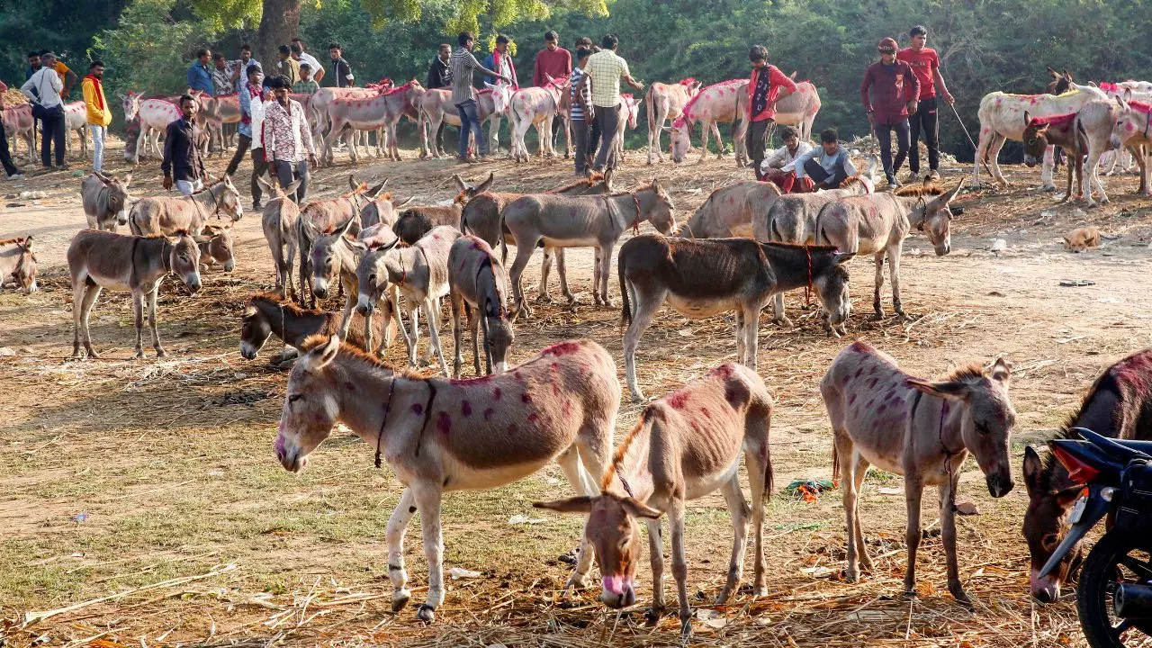 मध्यप्रदेश में क्यों घट रही है गधो की संख्या? तीन दशकों में 94% गिरावट, इसके पीछे है चीन का हाथ! मध्यप्रदेश में क्यों घट रही है गधो की संख्या? तीन दशकों में 94% गिरावट, इसके पीछे है चीन का हाथ!