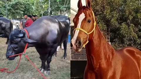 गजब! पुष्कर मेले में 15 करोड़ का घोड़ा और 23 लाख का भैंसा, चौंक गए न? जानिए और क्या है इस मेले में गजब! पुष्कर मेले में 15 करोड़ का घोड़ा और 23 लाख का भैंसा, चौंक गए न? जानिए और क्या है इस मेले में