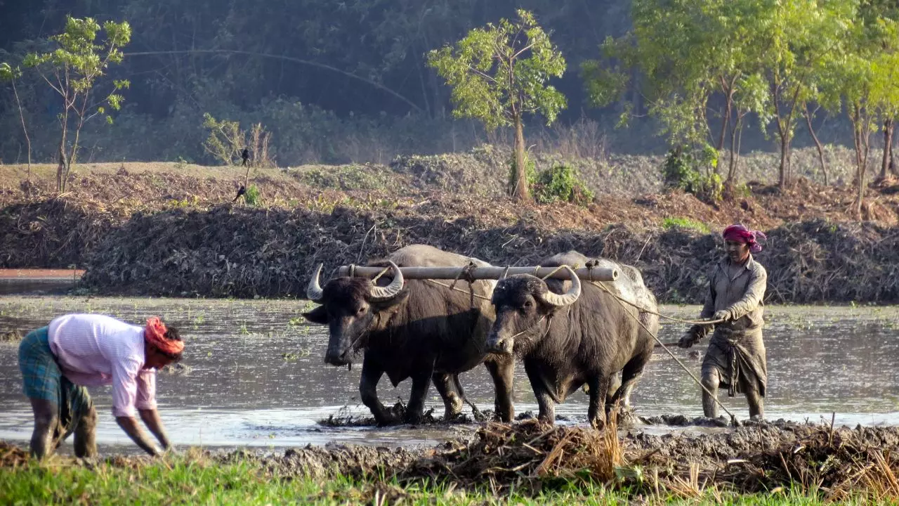 PM Kisan 21वीं किस्त: जानिए कब किसानों के खाते में आएंगे 2000 रुपये, क्या इस वजह वजह से अटकी है रकम? PM Kisan 21वीं किस्त: जानिए कब किसानों के खाते में आएंगे 2000 रुपये, क्या इस वजह वजह से अटकी है रकम?