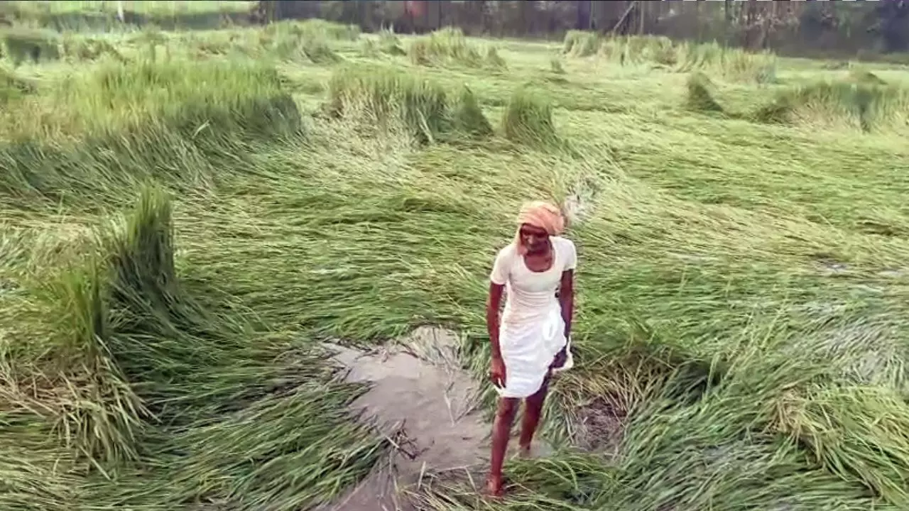 वाह रे सिस्टम! 1.5 लाख का नुकसान और मिले सिर्फ 2 रुपये 30 पैसे, महाराष्ट्र के किसान की कहानी ने खोल दी पोल