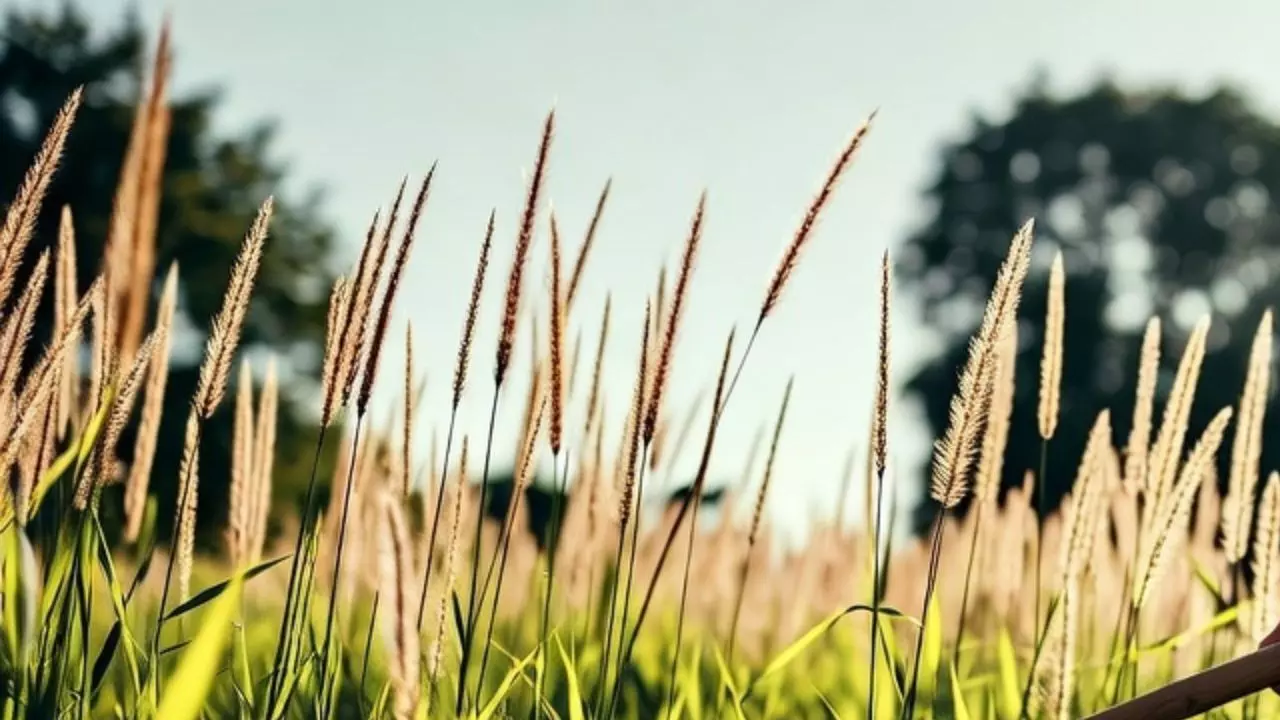 बिहार में समुद्र में मिला खेत! डिजिटल क्रॉप सर्वे की रिपोर्ट से अधिकारी भी हैरान; जानें क्या है मामला