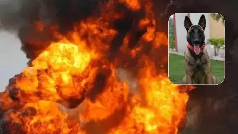 झारखंड के जंगल में शहीद हुआ ‘साइलेंट सोल्जर’, नक्सलियों की IED साजिश में CRPF का ‘हीरो डॉग’ ने दी जान झारखंड के जंगल में शहीद हुआ ‘साइलेंट सोल्जर’, नक्सलियों की IED साजिश में CRPF का ‘हीरो डॉग’ ने दी जान