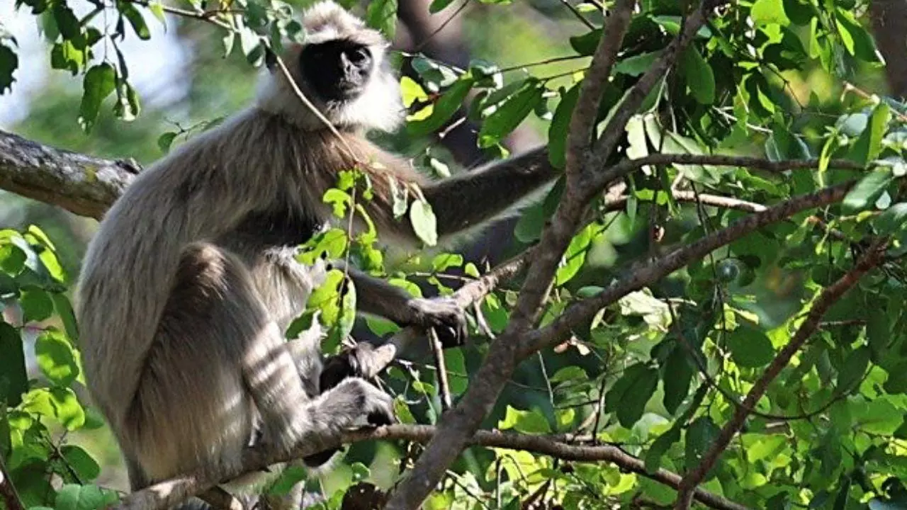 गोल्‍डन लंगूरों के लिए मौत की सड़क बना नेशनल हाईवे, लोगों ने विरोध प्रदर्शन कर रखी ये मांगें