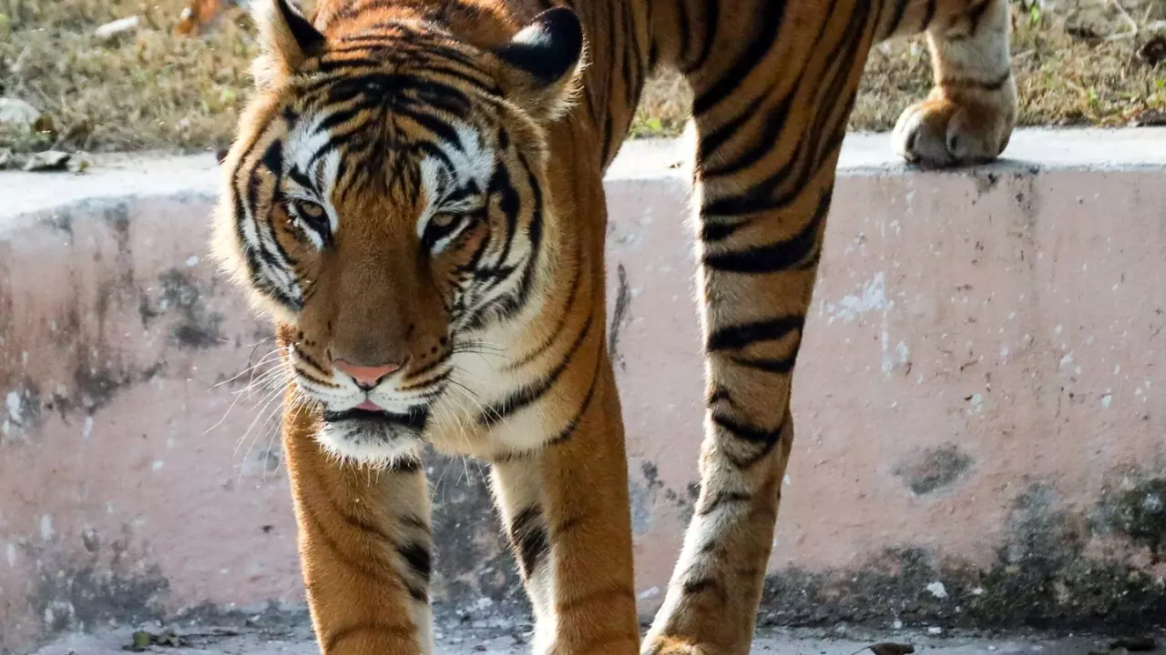 जीनत के बाद बंगाल बॉर्डर से 20 किलोमीटर दूर झारखंड में दिखा एक और बाघ, पुलिस और वन विभाग सतर्क