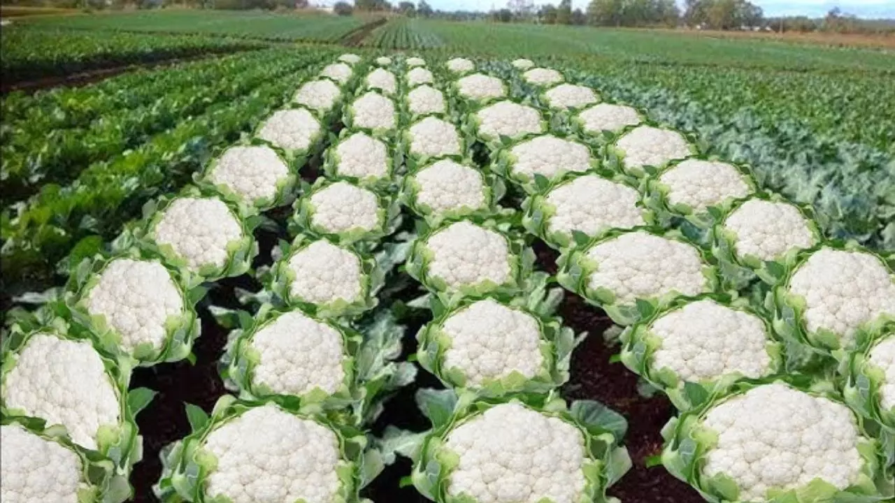 NDA की ऐतिहासिक जीत के बाद असम मंत्री की गोभी पोस्ट पर बवाल, 1989 के कुख्यात लोगैंन नरसंहार की यादें फिर ताज़ा