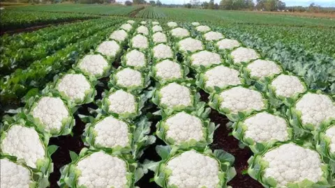 NDA की ऐतिहासिक जीत के बाद असम मंत्री की गोभी पोस्ट पर बवाल, 1989 के कुख्यात लोगैंन नरसंहार की यादें फिर ताज़ा NDA की ऐतिहासिक जीत के बाद असम मंत्री की गोभी पोस्ट पर बवाल, 1989 के कुख्यात लोगैंन नरसंहार की यादें फिर ताज़ा