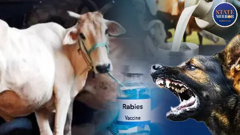 कुत्ते के काटने से गाय की मौत… दूध से बना प्रसाद खा चुके 130 लोगों ने दौड़कर लगवाया रेबीज का इंजेक्‍शन