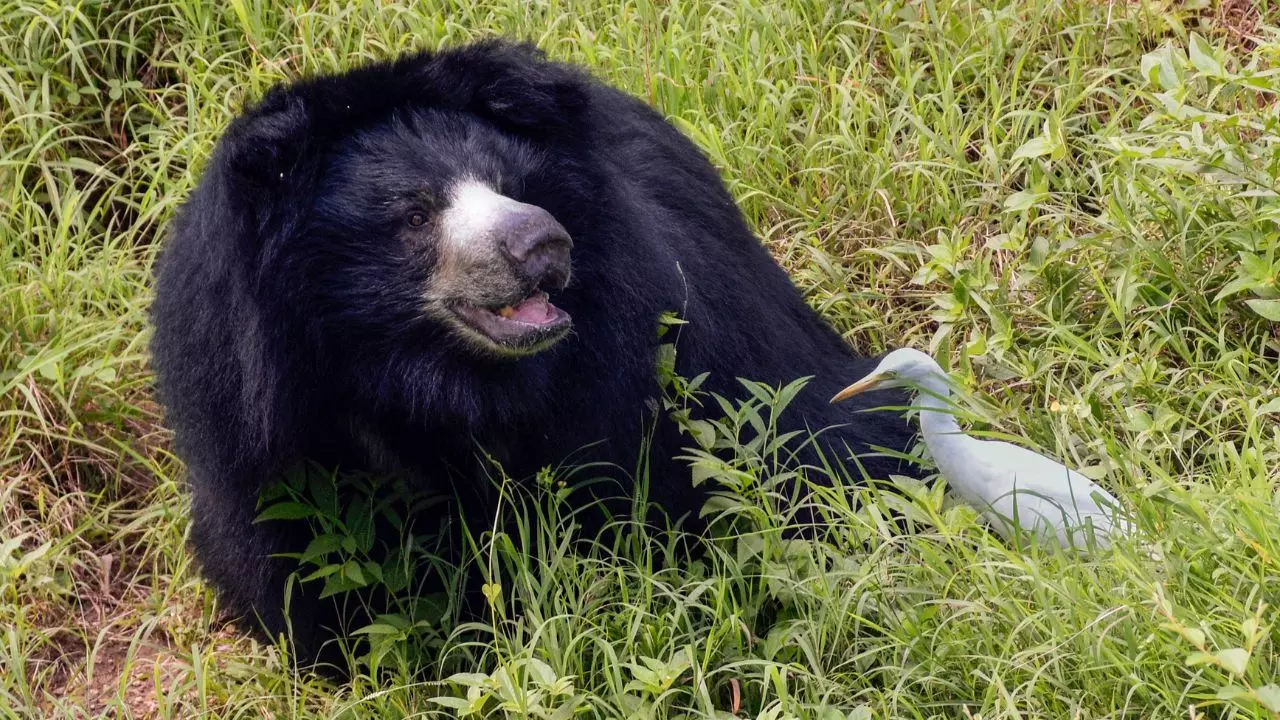 उत्तराखंड में क्यों इतने खतरनाक हो रहे भालू? रोंगटे खड़े कर देगी घायल महिला की तस्वीर; अब तक 31 लोगों की हुई मौत