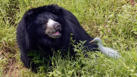 उत्तराखंड में क्यों इतने खतरनाक हो रहे भालू? रोंगटे खड़े कर देगी घायल महिला की तस्वीर; अब तक 31 लोगों की हुई मौत