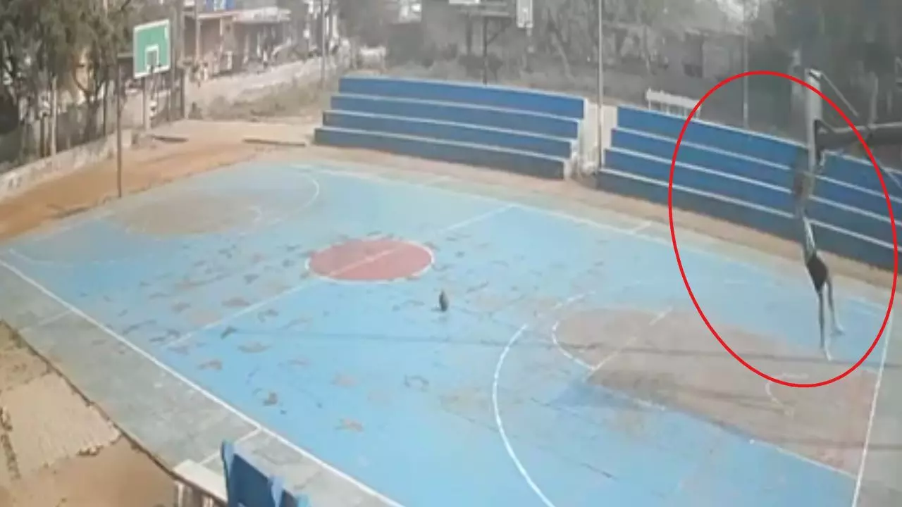सीने पर पोल गिरा और... रोहतक में 16 वर्षीय खिलाड़ी की बास्केटबॉल कोर्ट में मौत, CCTV में कैद हुआ हादसे का खौफनाक Video