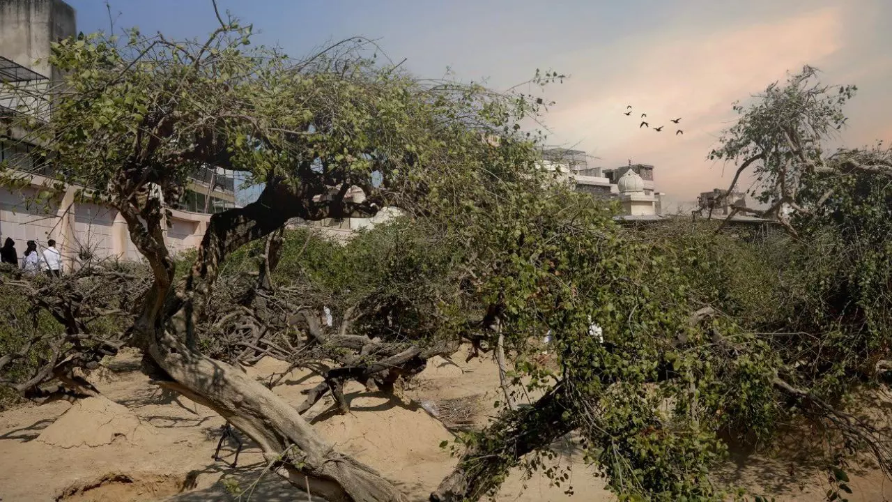 Nidhivan: जानें वृंदावन का रहस्यमय जगह, जहां राधा-कृष्ण की लीलाएं आज भी हैं जीवंत!