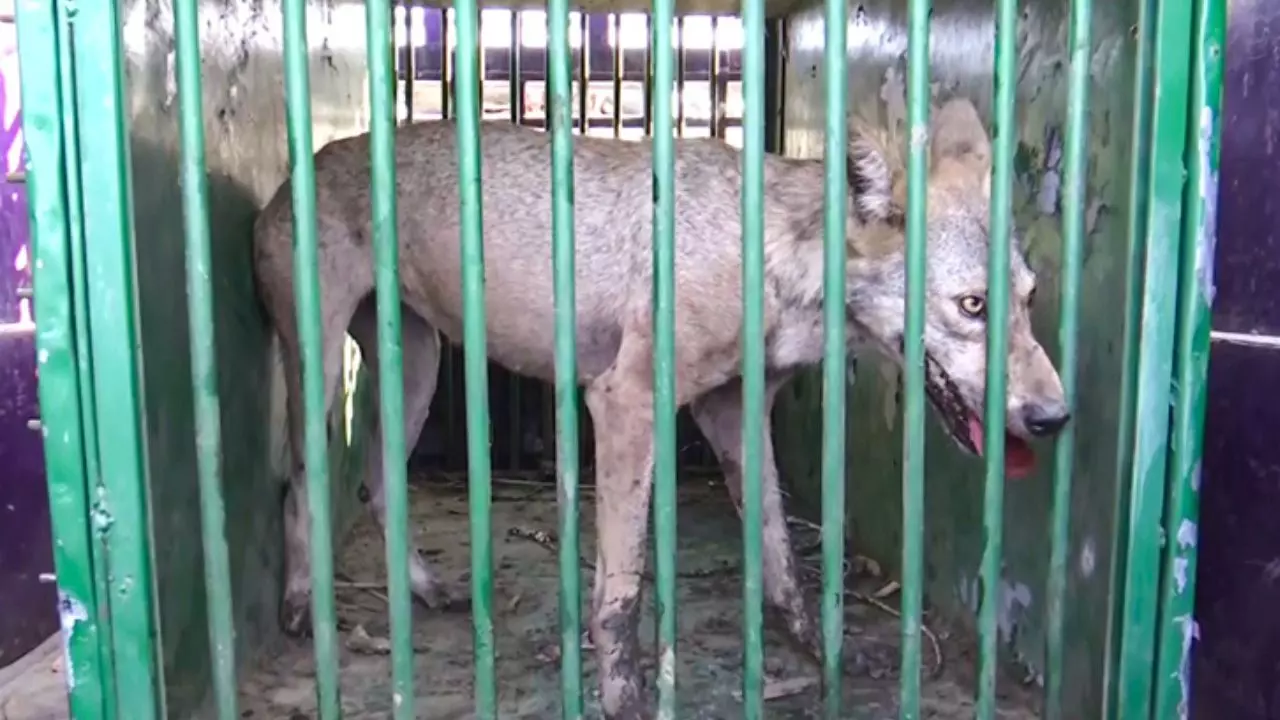 ‘भेड़िया नही सियार कहो…’ बाराबंकी में ग्रामीणों पर दबाव बना रहा विभाग