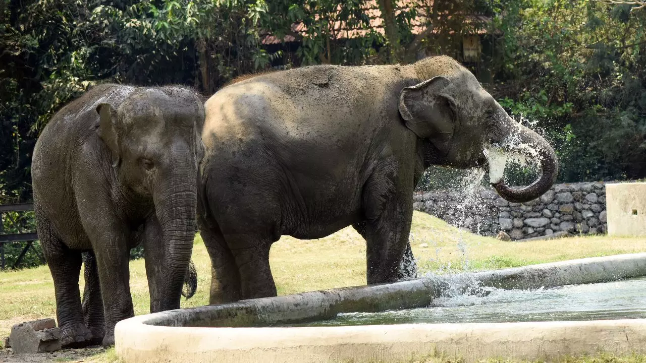 मेघालय के जंगलों से भटक कर असम में आए हाथी, 40 से ज्यादा जंगली हाथियों के झुंड ने मचाई तबाही