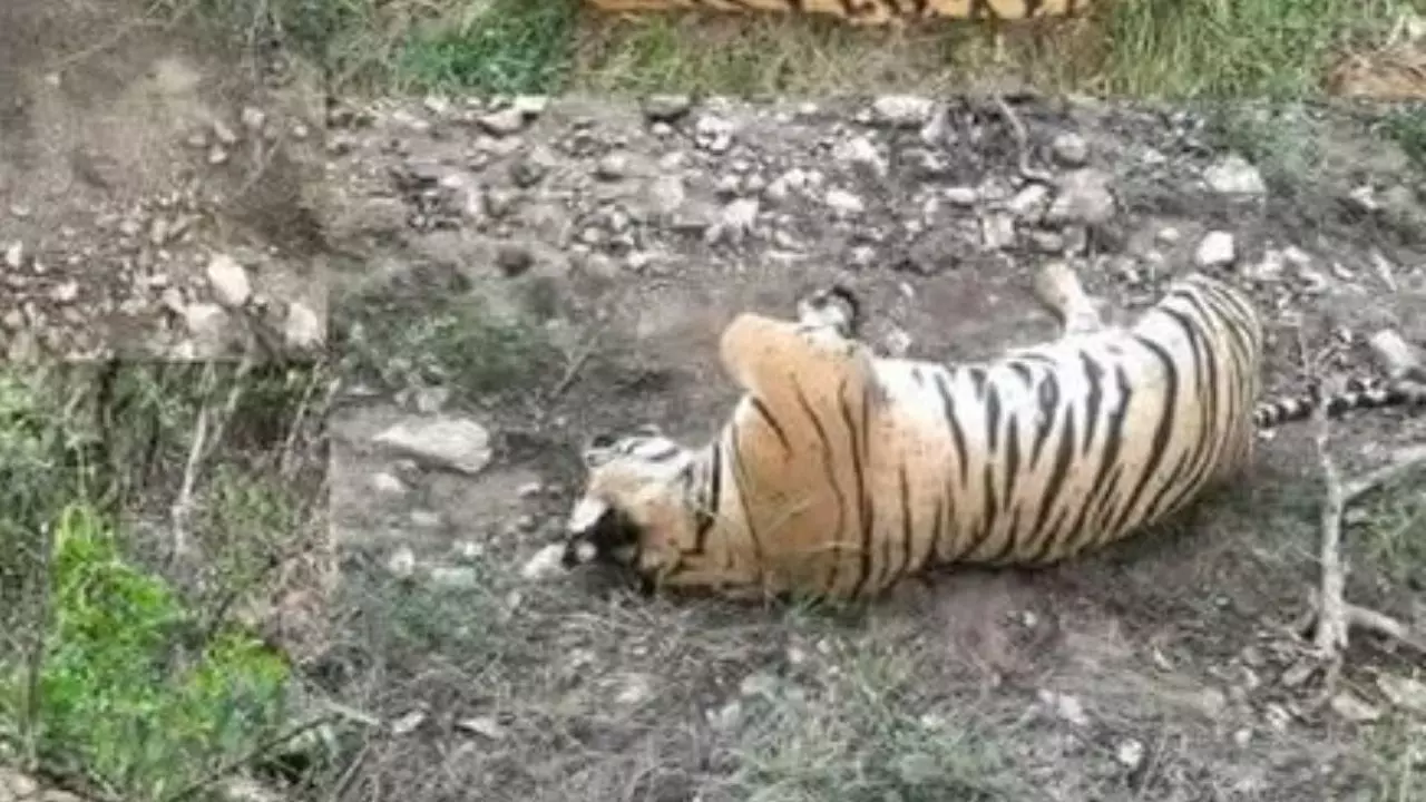 टाइगर रिजर्व में बाघ की संदिग्ध मौत, टाइगर के नाखून और दांत गायब, वन विभाग में हड़कंप