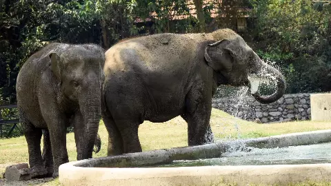 मेघायल के जंगलों से भटकर असम में आए हाथी, 40 से ज्यादा जंगली हाथियों के झुंड ने मचाई तबाही मेघायल के जंगलों से भटकर असम में आए हाथी, 40 से ज्यादा जंगली हाथियों के झुंड ने मचाई तबाही