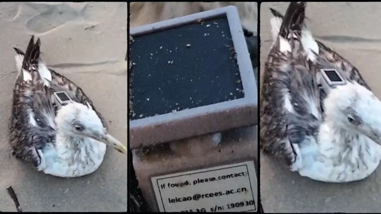 करवार बीच पर मिला चाइना मेड GPS ट्रैकर से लैस सीगल पक्षी, श्रीलंका से क्या है कनेक्शन?