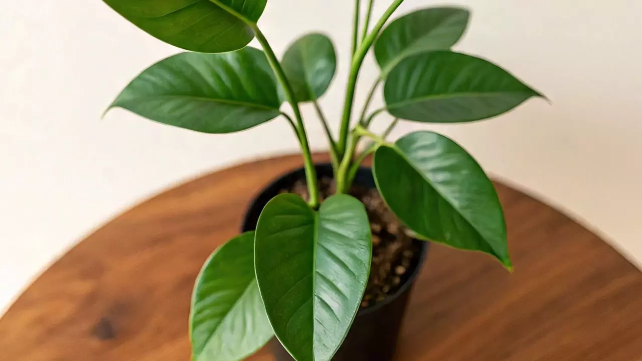 सावधान! Money Plant लगाने में इन गलतियों से बचें, वरना हो सकता है आर्थिक नुकसान!