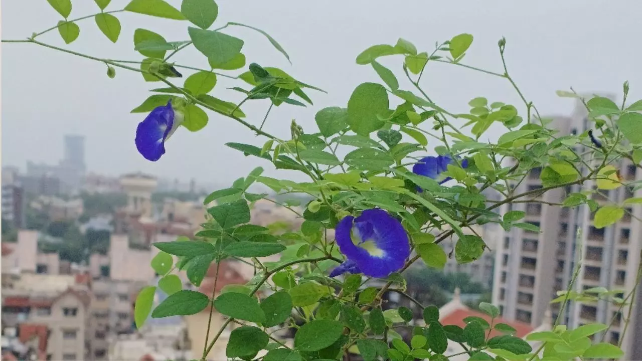 Dussehra 2024: अपराजिता फूल के इन चमत्कारी उपायों से होगा धन लाभ, दूर होगी आर्थिक तंगी!