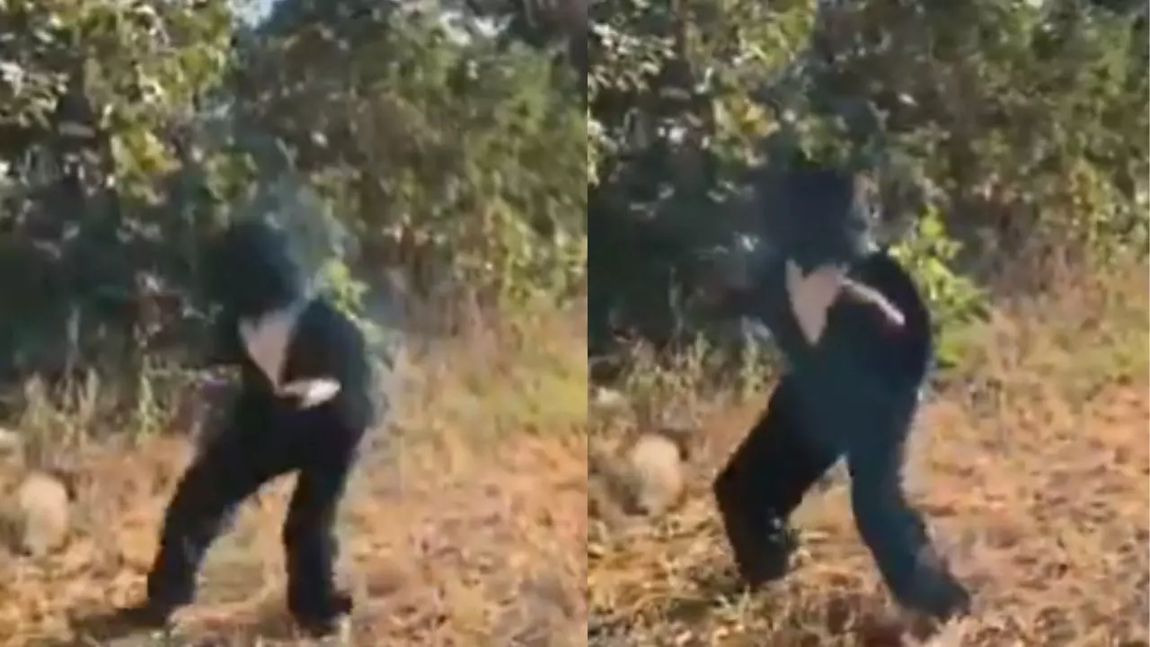 बंदरों से परेशान होकर इस गांव के सरपंच ने निकाला गजब का जुगाड़,  VIdeo देख आप कहेंगे वाह-वाह