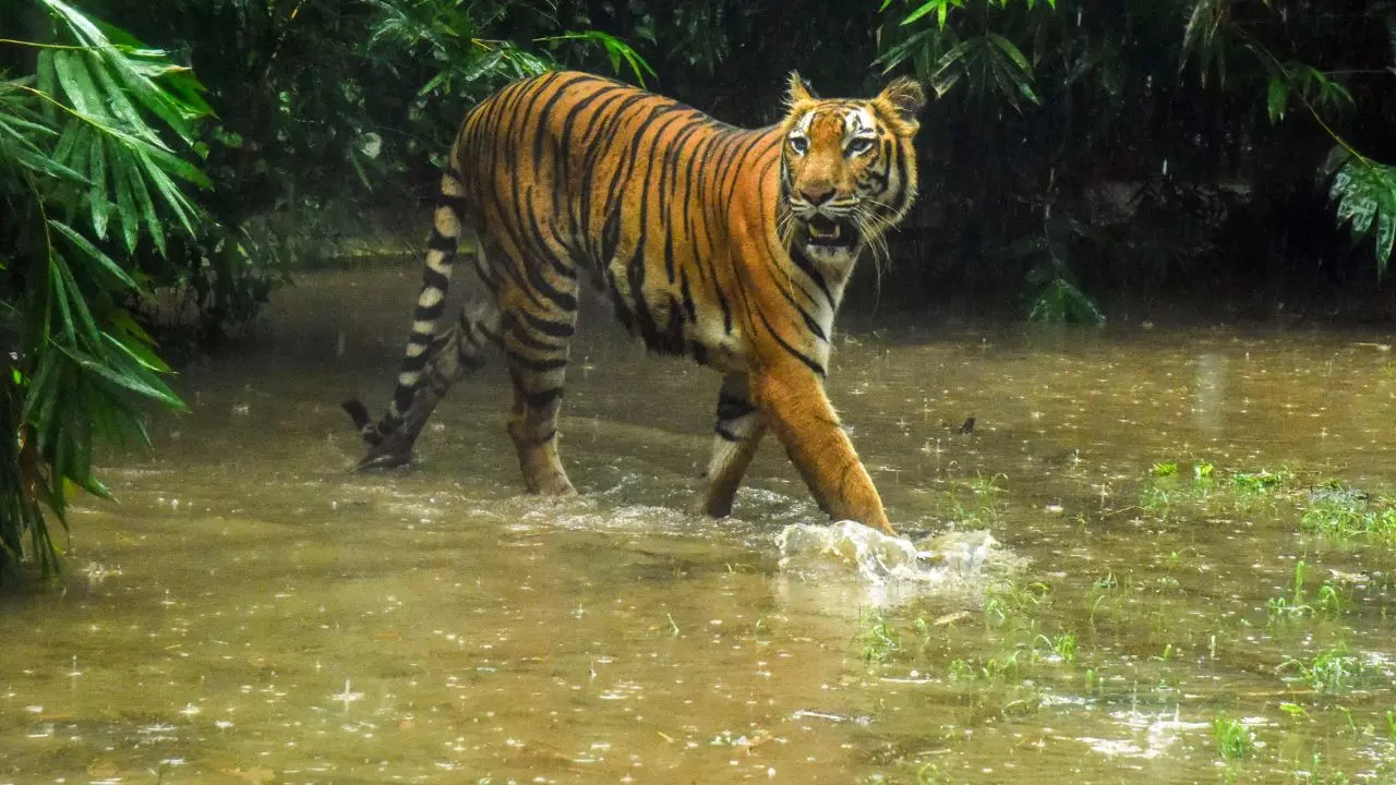 बकरी पर हमला करने वाला था, बचाने आया रखवाला तो गर्दन पकड़ी और झाड़ियों में खींच ले गया बाघ