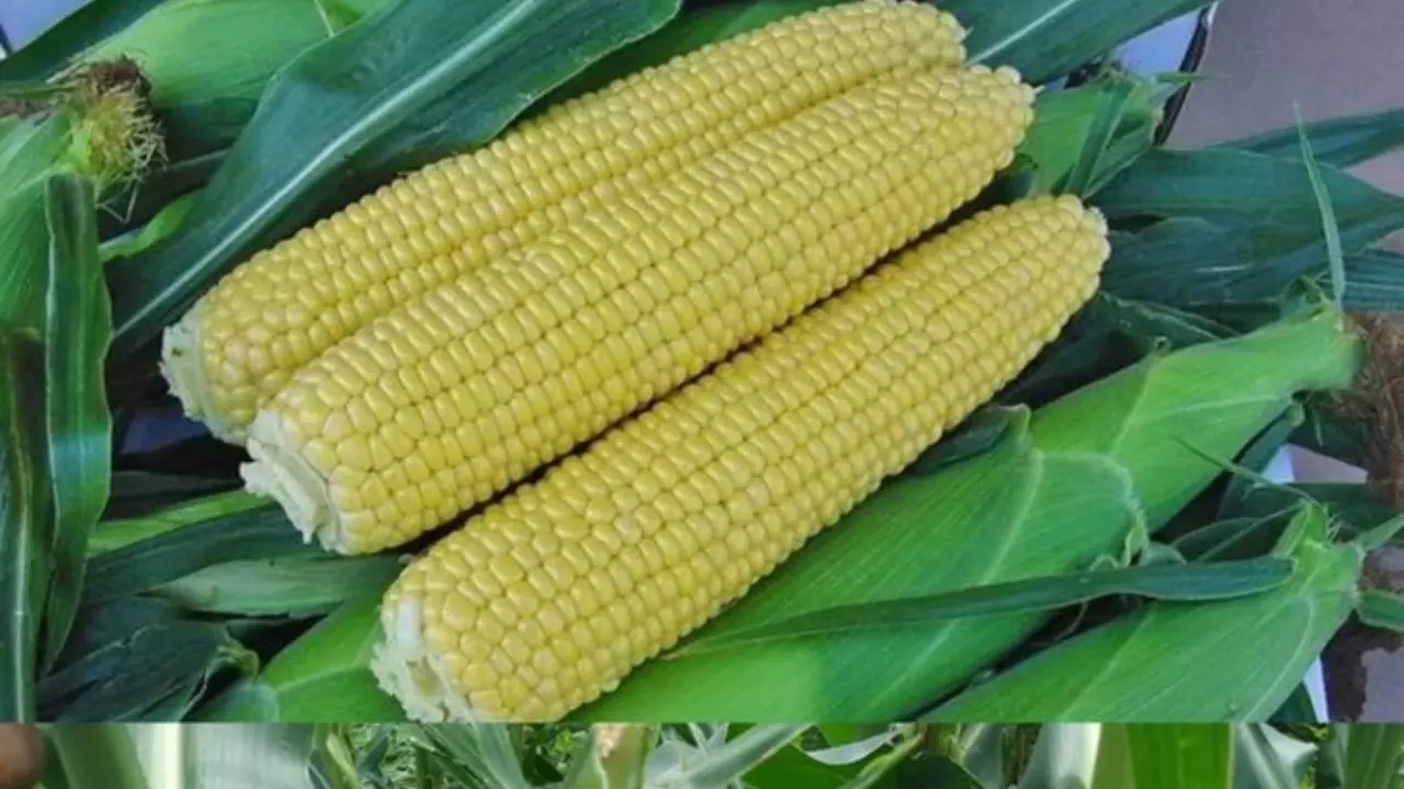 ‘सूअर की खाद से उपजा अमेरिकी मक्का?’ है तो अच्छाइयों से भरपूर, पर बांग्लादेश में उड़ रहा मजाक, क्या है असली वजह?