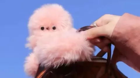 Labubu का क्रेज हुआ फीका! अब नए साल पर ट्रेंड हुई ‘Mirumi’ डॉल, इंसानों की तरह देती है एक्सप्रेशन, जानें कितनी है कीमत Labubu का क्रेज हुआ फीका! अब नए साल पर ट्रेंड हुई ‘Mirumi’ डॉल, इंसानों की तरह देती है एक्सप्रेशन, जानें कितनी है कीमत