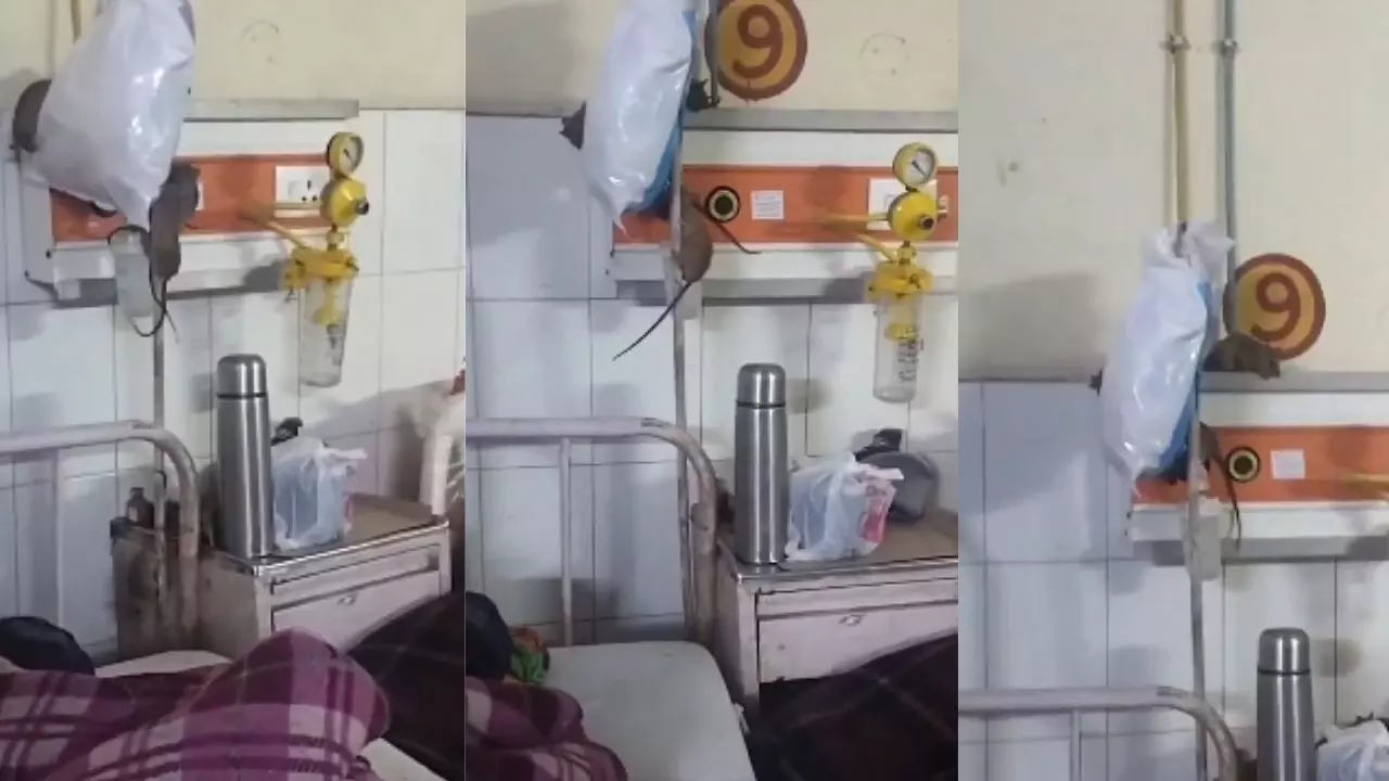 अस्पताल या चूहों का अड्डा? ICU में ऑक्सीजन पाइपलाइन पर दौड़ते दिखे चूहे, Video Viral होने पर उठे सवाल