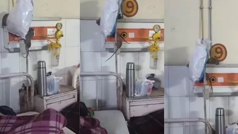 अस्पताल या चूहों का अड्डा? ICU में ऑक्सीजन पाइपलाइन पर दौड़ते दिखे चूहे, Video Viral होने पर उठे सवाल