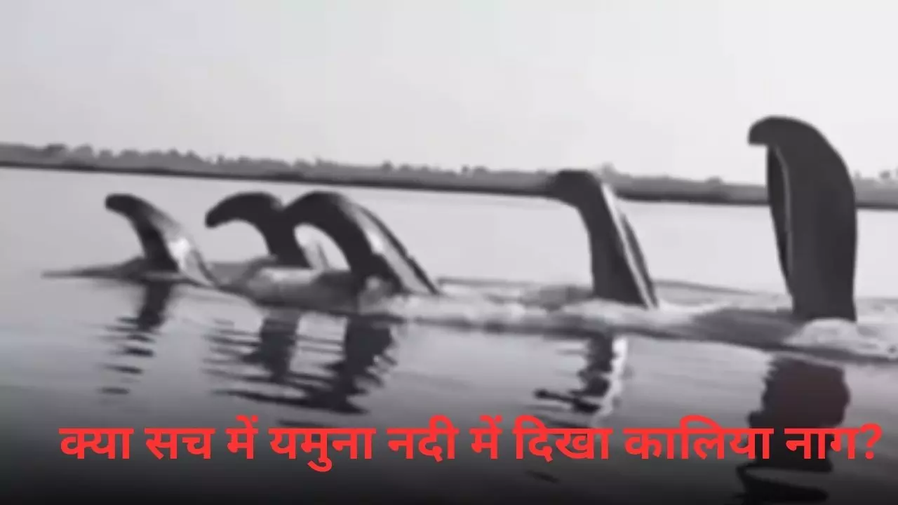 VIDEO: यमुना नदी में फिर दिखाई दिया कालिया नाग! जानें सोशल मीडिया पर Viral दावे का सच