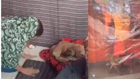 भैरव का अवतार या किसी साधु-संत की आत्मा! कुत्ते ने रोकी भगवान की परिक्रमा तो माथा टेकने पहुंच गए गांव वाले