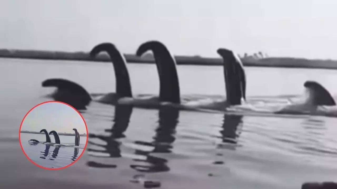 द्वापर के बाद यमुना नदी में दिखा कालिया नाग, क्या यह कलयुग के बढ़ते प्रभाव का संकेत है? Video