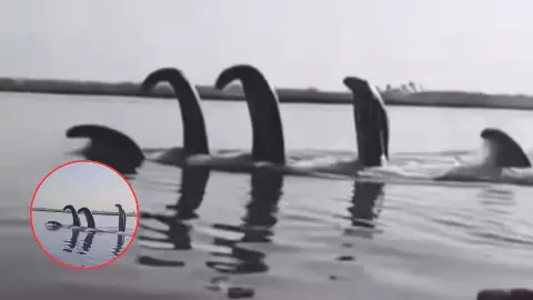 द्वापर के बाद यमुना नदी में दिखा कालिया नाग, क्या यह कलयुग के बढ़ते प्रभाव का संकेत है? Video