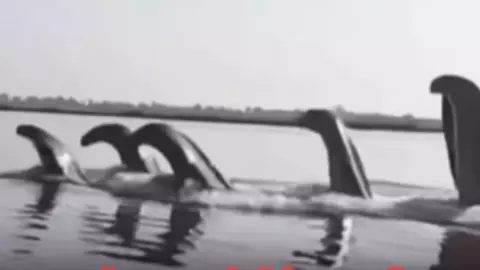 यमुना में दिखा कालिया नाग? सोशल मीडिया पर वायरल वीडियो की सच्‍चाई क्‍या? ये 5 Video देख खुद ही तय कीजिए