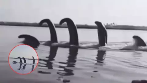 क्या कालिया नाग को पकड़ने के लिए वन विभाग की टीम पहुंची वृंदावन? क्या है वायरल दावे का सच?