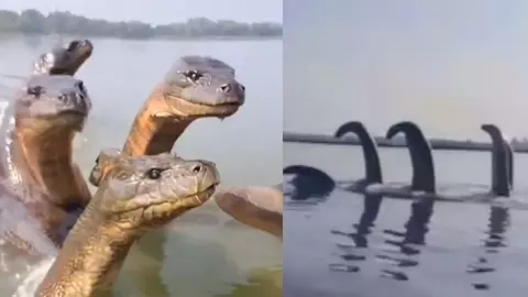 पहले कालिया नाग अब यमुना में 7 सिर वाला सांप, Viral Video पर grok ने दिया ये जवाब, यूजर्स बोले- डरावना मंजर है भाई