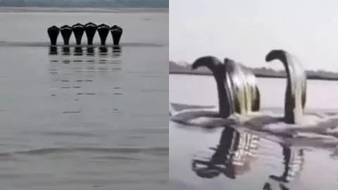 यमुना में कालिया नाग की वापसी? उठे सवाल - क्या हम प्रकृति की सीमा भूल चुके हैं! छिड़ी बहस